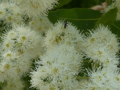 Chlorophorus curtisi