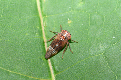 Metidiocerus elegans
