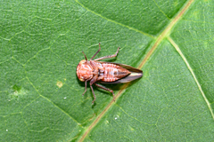Metidiocerus elegans