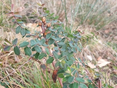 Hypericum pulchrum