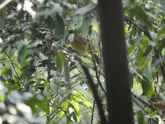 Pterorhinus albogularis