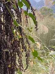 Clematis leschenaultiana