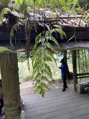 Asplenium pseudolaserpitiifolium