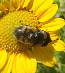 Copestylum marginatum