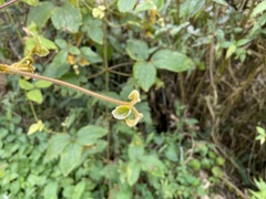 Clematis leschenaultiana