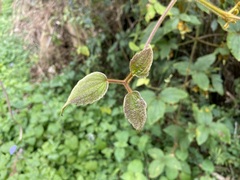 Clematis leschenaultiana