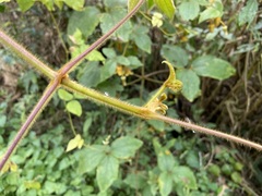 Clematis leschenaultiana