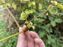 Clematis leschenaultiana
