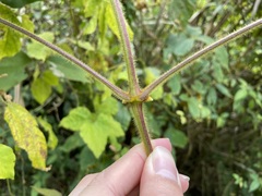 Clematis leschenaultiana