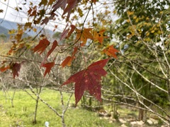Acer serrulatum