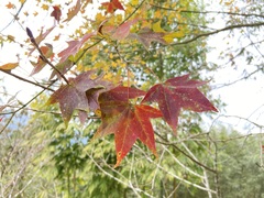 Acer serrulatum