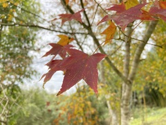 Acer serrulatum