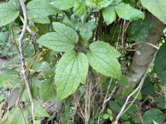 Clematis leschenaultiana