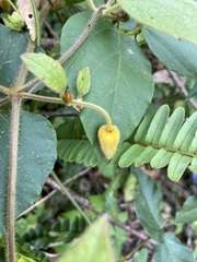Clematis leschenaultiana