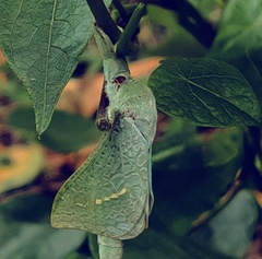 Aenetus eximia