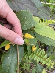 Clematis leschenaultiana