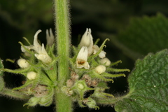 Marrubium echinatum image