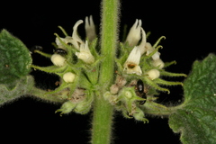 Marrubium echinatum image