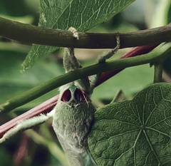 Aenetus eximia