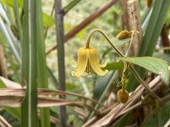Clematis leschenaultiana