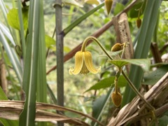 Clematis leschenaultiana