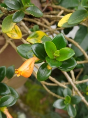 Nematanthus