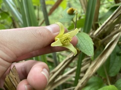 Clematis leschenaultiana