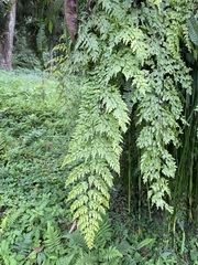 Asplenium pseudolaserpitiifolium