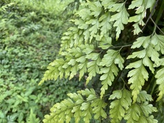 Asplenium pseudolaserpitiifolium