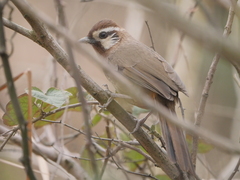 Pterorhinus sannio