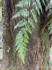Asplenium pseudolaserpitiifolium
