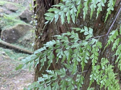 Asplenium pseudolaserpitiifolium