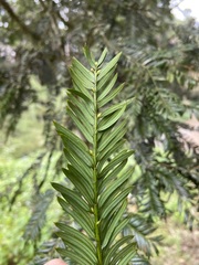 Taxus mairei