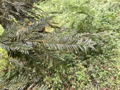 Taxus mairei