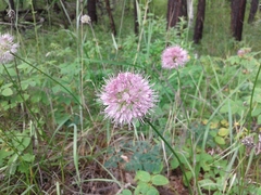 Allium chamarense