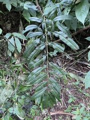 Coniogramme intermedia