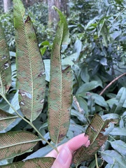 Coniogramme intermedia