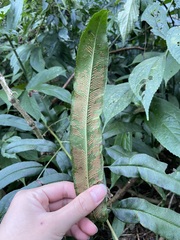 Coniogramme intermedia