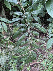 Coniogramme intermedia