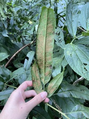 Coniogramme intermedia