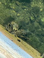 Isognomon alatus