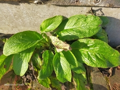 Pentaglottis sempervirens