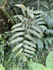 Coniogramme intermedia