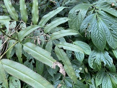 Coniogramme intermedia