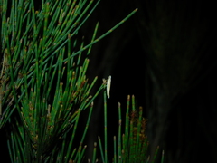 Eochrois callianassa