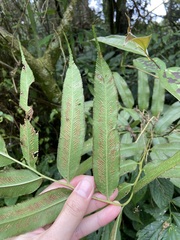 Coniogramme intermedia