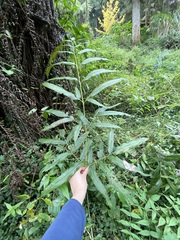 Coniogramme intermedia