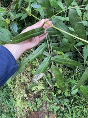 Coniogramme intermedia