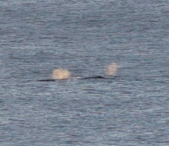 Megaptera novaeangliae