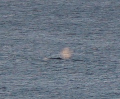 Megaptera novaeangliae